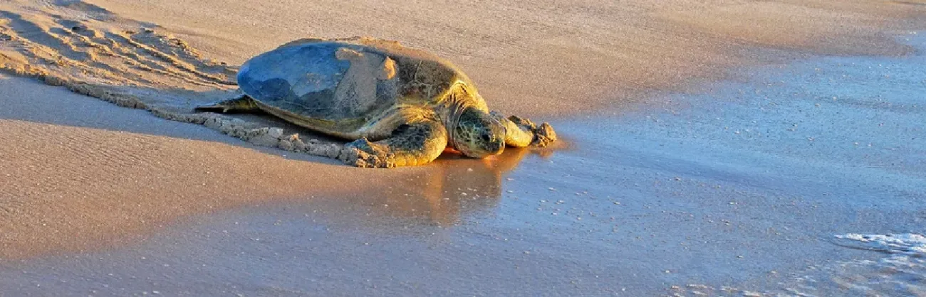 Il Tesoro costiero di Ras Al Hadd, Oman